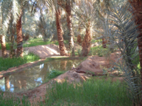 220px-Oasis_timimoun